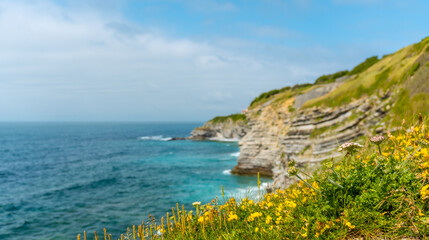 Fototapeta na wymiar Flowers on the coast and the sea from the natural park of Saint Jean de Luz called Parc de Sainte Barbe, Col de la Grun in the French Basque country. France