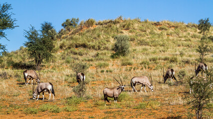 Small group of South African Oryx grazing in arid land in Kgalagadi transfrontier park, South Africa; specie Oryx gazella family of Bovidae