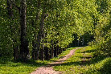 Fototapeta na wymiar Dirt path along the row of poplars in the park