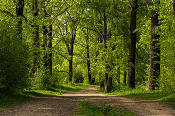 Fototapeta premium Dirt path leading between poplars in a summer park