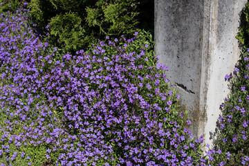 aubrieta covering the ground next to a garden wall