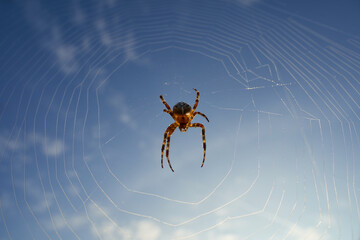 Garden spider (Araneus) in its beautiful web the body is illuminated by the sunshine, blue sky with white clouds. Germany.