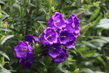 Campanula blooming in the garden
