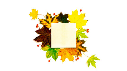 Autumn composition. Frame made of Green, yellow dried leaves, red berry isolated on white background for greeting card. Flat lay autumn composition with copy space.
