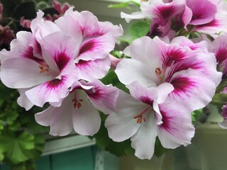 pink and white indoor flowers stand on the windowsill