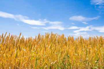 実りゆく畑のラー麦