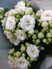 Close-up of a white Kalanchoe bush.