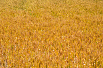 実りゆく畑のラー麦