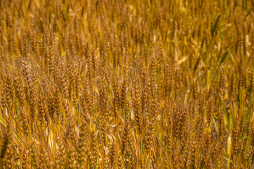 実りゆく畑のラー麦