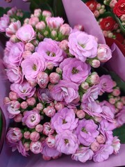 Close-up of a bush of pale purple Kalanchoe.