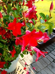 The red flowers blooming in the garden are beautiful