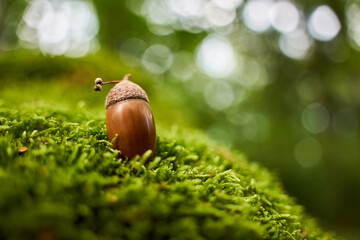 Single brown acorn lies on green moss. Copy space.