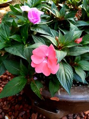 Pink flowers blooming in the garden catch the eye
