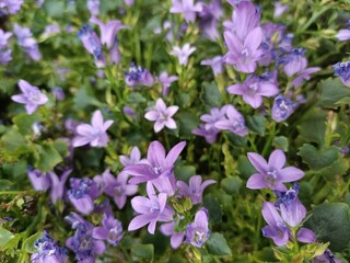 Fototapeta na wymiar A scattering of summer blooming purple flowers.