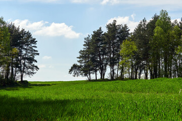 Green grass field, forest and sky with clouds.
