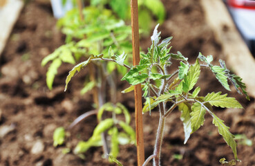 tomato seedlings in greenhouse