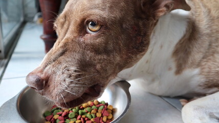 Brown and white dog is eating a that is stance fierce and aggressive.