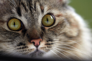 Close-up portrait of a cat. Large yellow eyes of a cat.