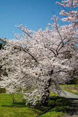 青い空の背景に浮かぶ桜