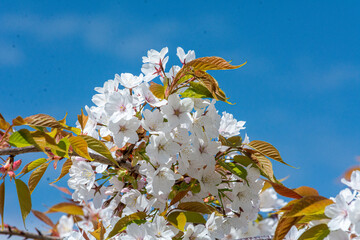 青い背景に浮かぶ白い桜