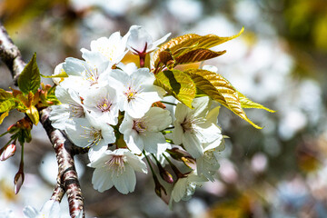 ぼかした背景に浮かぶ白い桜