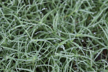 grass farm on field for cow eat