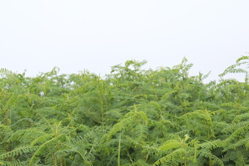 green colored dhaincha tree plant