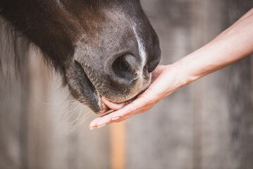 Pferd/Pony leckt Hand