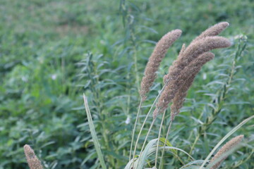 white colored grass flower on field