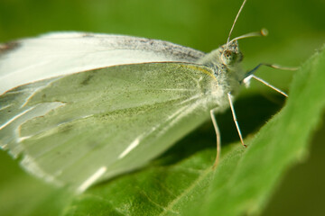 White butterfly (Pieridae) on green plant leaf, macro. Germany.