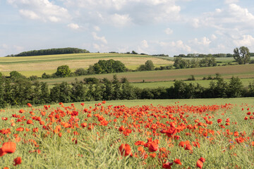 Obraz premium Mohnwiesen färben die schöne Landschaft rot - ein Traum voller Blüten