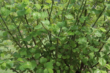 Obraz premium jujube tree on farm for harvest