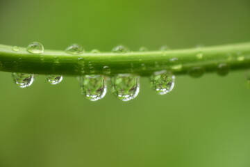 Close up drop of water in plants.