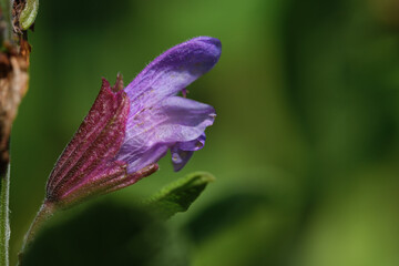 Makro einer Salbei-Blüte / Blaue Blüte des Salbei (lat. Salvia) - blühender Salbei