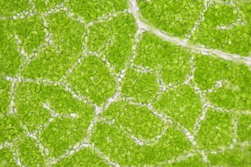 close up Stomatas  of plants cells. - obrazy, fototapety, plakaty