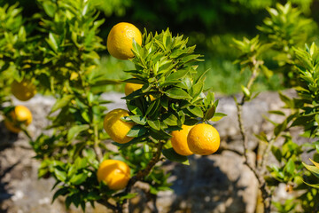 Schöne gelbe Zitronen wachsen und reifen an einem Zitronenbaum in einem Garten
