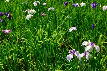 spring flowers in the meadow