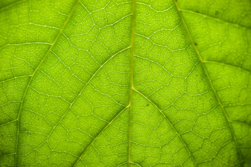 Fototapeta na wymiar 나무잎 접사