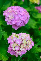 pink hydrangea flowers