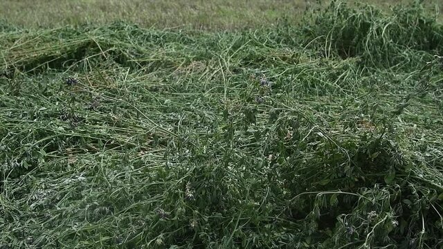 Freshly cut organic alfalfa hay field