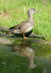 Young female Mandarin duck, reflection in water, upright shot.