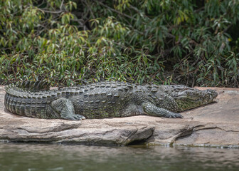 Alligator on a rock in lake