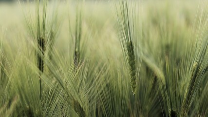 Ripening ears of meadow wheat field. Rich harvest Concept.