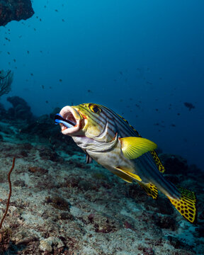 Indian Ocean oriental sweetlips (Plectorhinchus vittatus) and Bluestreak cleaner wrasse (Labroides dimidiatus) in Maldives