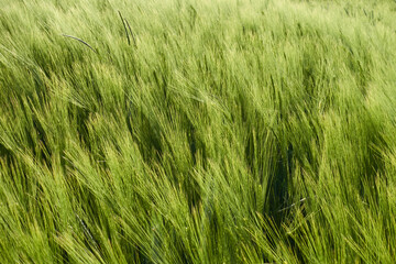Green barley field (Hordeum vulgare) in bright day light, full frame. Germany, Swabian Alb.