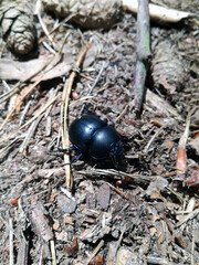 Dung beetle in forest. Close up view of dor beetle, tumblebug on the ground.