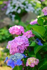 Obraz premium pink hydrangea flowers