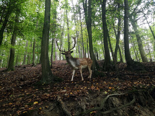 Fallow deer in forest. Close up picture of deer animal.