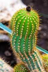 Cactus plant large frame . Green cactus. needle