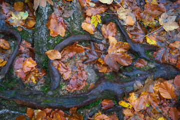 Top view from brown tree roots, autumn leaves and moss stones. Background